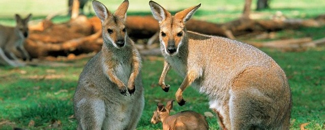 Ученые рассказали, когда в Австралии появились кенгуру